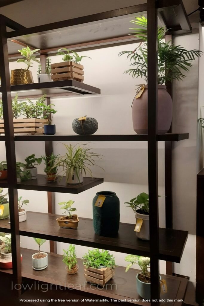 Indoor Low light plants placed on modern wooden shelves in a cozy home setup