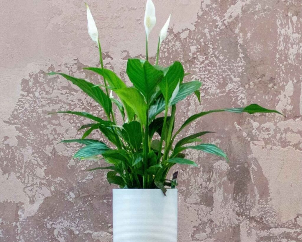 Peace Lily (Spathiphyllum): An elegant indoor plant with white blooms that purify the air