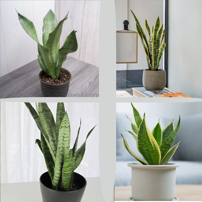 Four snake plant varieties including Sansevieria Moonshine, Dracaena trifasciata ‘Laurentii’, ‘Futura Superba’, and ‘Black Coral’ displayed together in a minimal indoor setup.