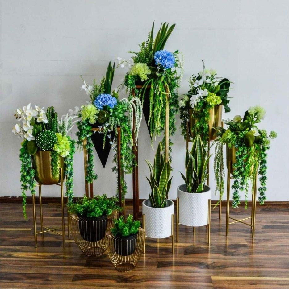 Low Light Plants-Indoor Plants