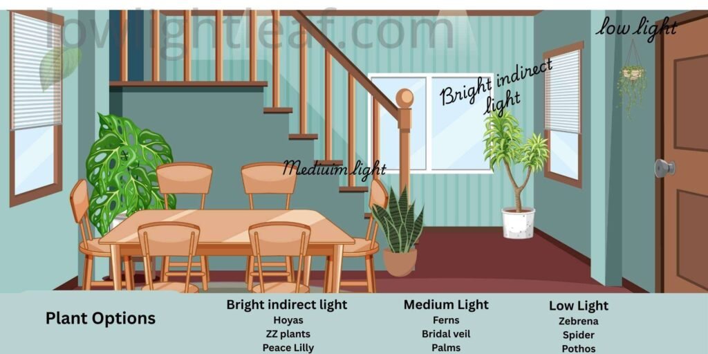 Indoor lighting comparison: bright indirect, medium and low light with suitable plant options.