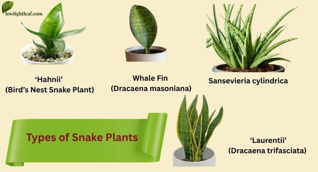 Various types of snake plants including Hahnii, Whale Fin, Sansevieria cylindrica, and Laurentii displayed in separate pots