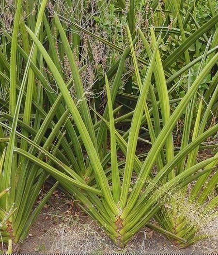 Dracaena hanningtonii (Sansevieria ehrenbergii) growing outdoors with thick, upright, fan-shaped leaves.