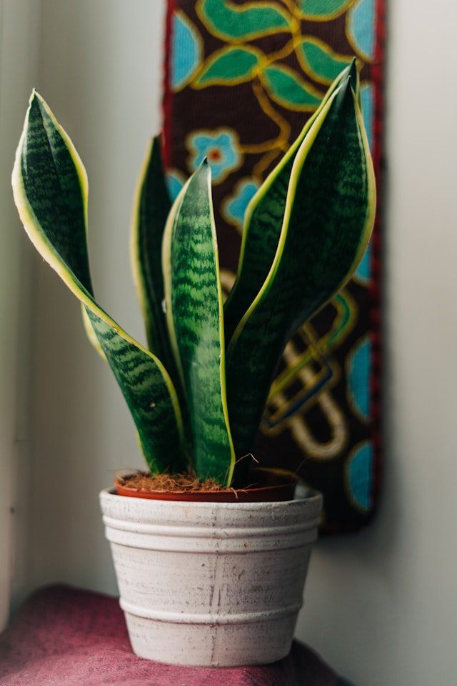 Dracaena trifasciata (Snake Plant) thriving in indoor space
