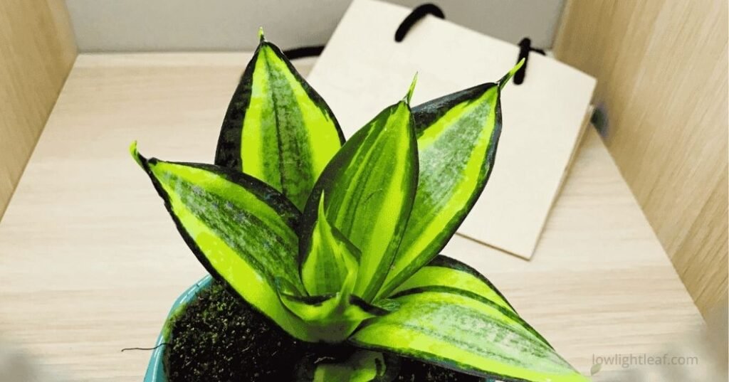 Compact bird’s nest snake plant (Dracaena trifasciata ‘Hahnii’) with rosette-shaped green variegated leaves in a small pot