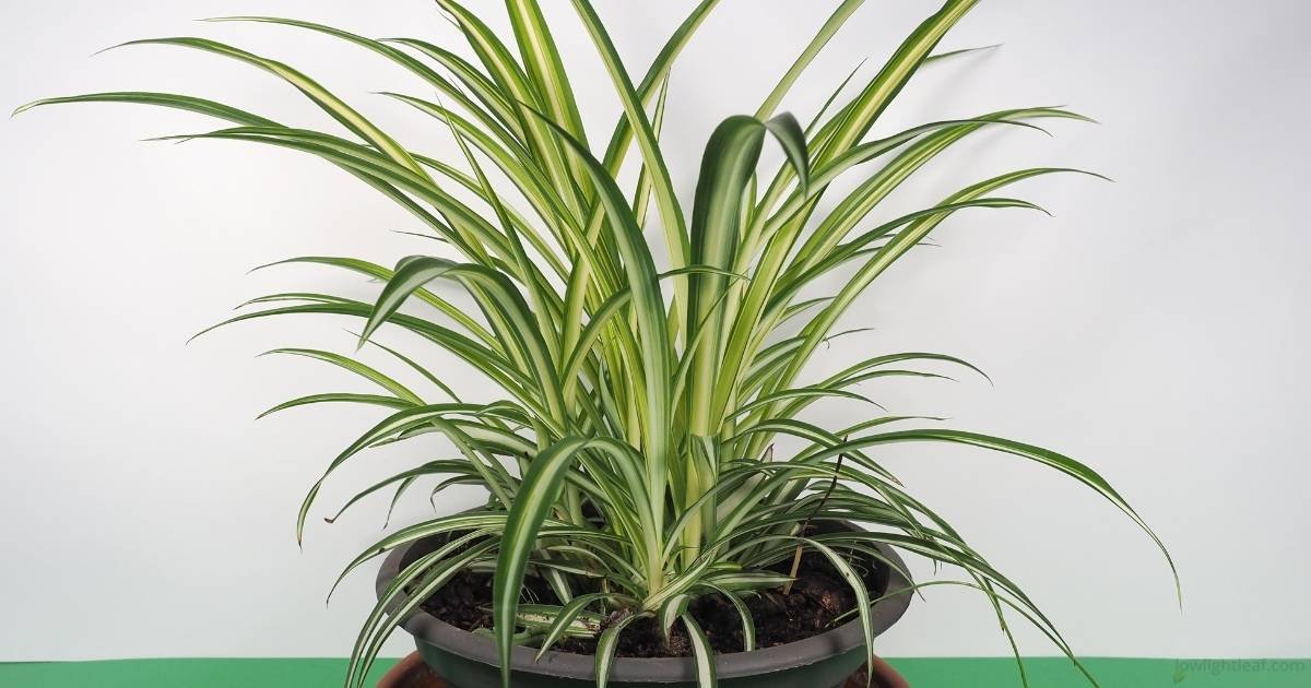 Variegated spider plant (Chlorophytum comosum) growing in a pot, showing long arching green and cream leaves; Spider Plant Care Guide