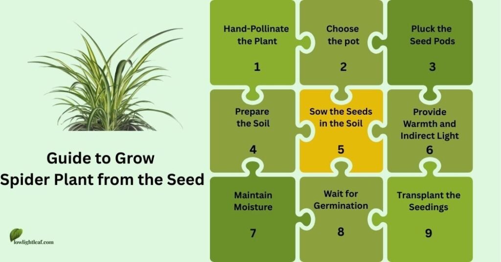 Infographic showing step-by-step guide to grow a spider plant from seeds, including pollination, choosing the pot, plucking seed pods, preparing soil, sowing seeds, providing warmth, maintaining moisture, germination, and transplanting.
