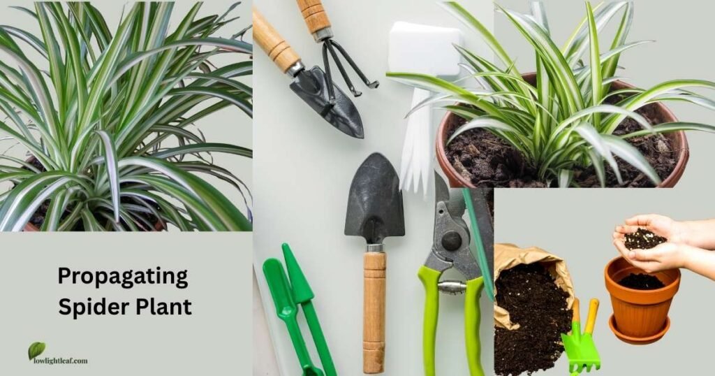 Image showing spider plant propagation with garden tools, potting soil, pruning shears, young spider plant pups, and hands filling a pot with soil, demonstrating how to propagate a spider plant step by step.