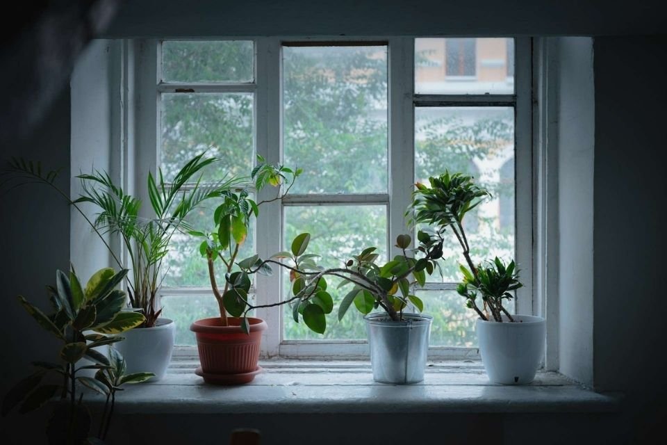 Indoor plants thriving near a shaded window.