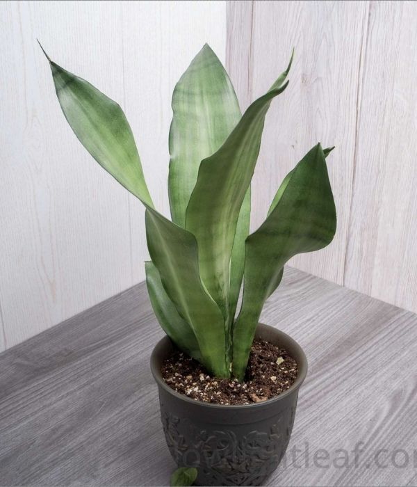 25 Snake Plant Varieties (Rare & Popular Sansevieria Types)