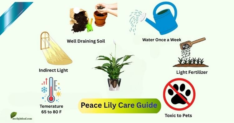 primrose flower seeds 1000 Yellow SEEDBOX (Bushy Water Primrose / Rattlebox / False Loosestr –  The Pepper Pantry