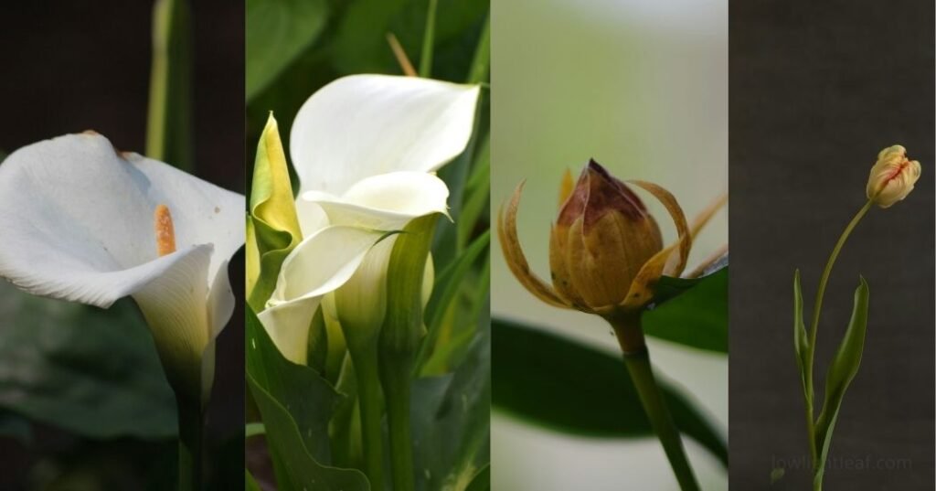 Comparison of peace lily flower conditions showing healthy white blooms alongside wilted, discolored, and deformed spathes indicating common plant problems