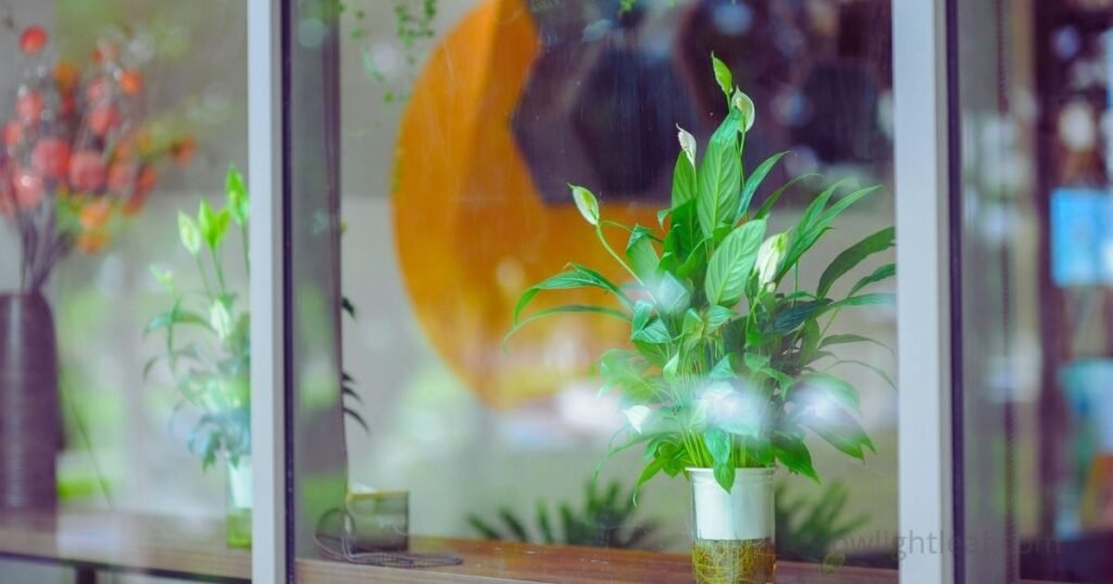 Peace lily plant placed near a window indoors, showing its glossy green leaves and white blooms.