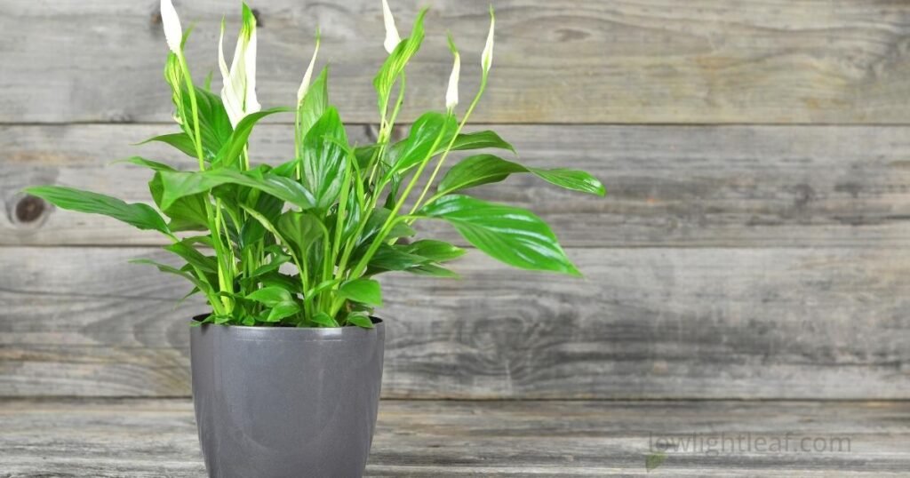 Healthy Peace Lily plant with glossy green leaves and white flower buds in a gray pot.