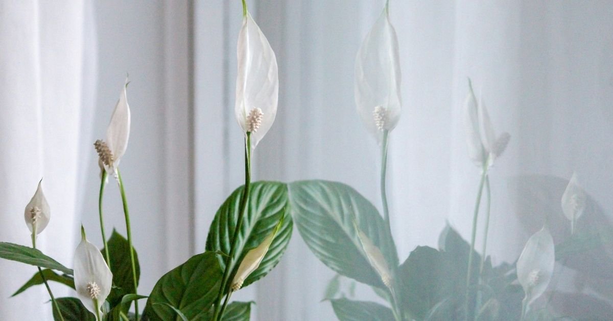 Peace Lily plant with white blooms and glossy green leaves placed indoors beside a reflective surface.