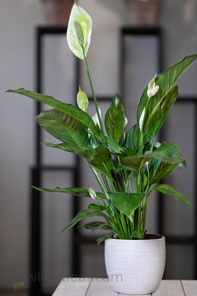 “Peace Lily (Spathiphyllum) with glossy green leaves and white blooms in pot