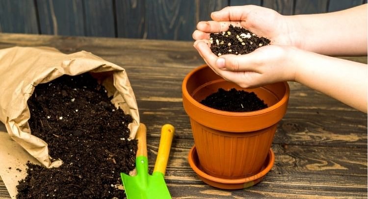 Hands filling a pot with fresh soil while preparing for Sansevieria care and repotting