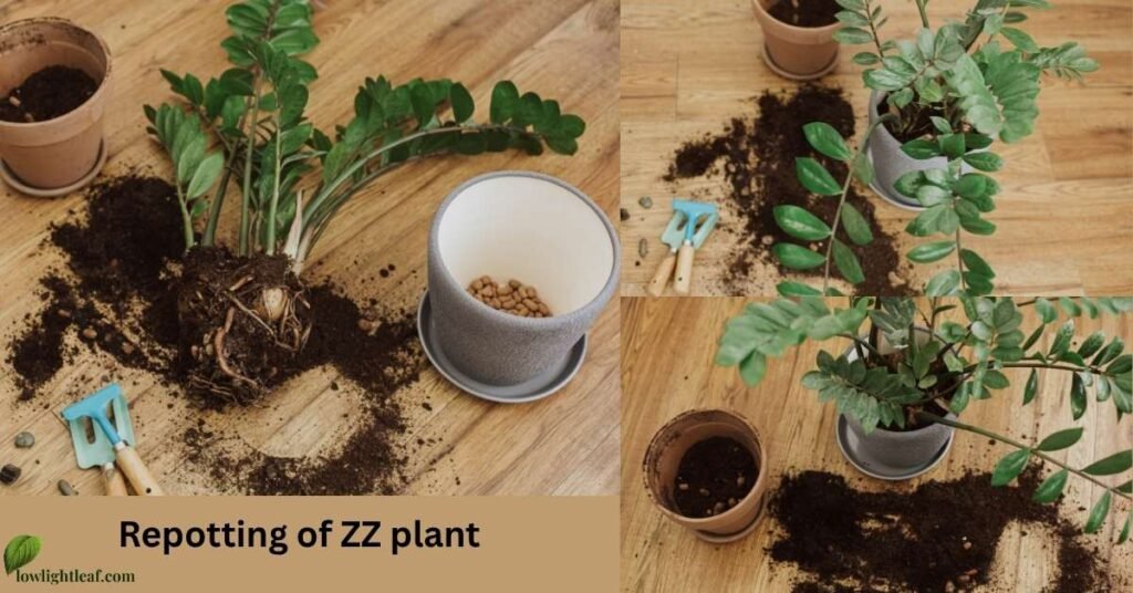 ZZ plant repotting process showing roots, fresh soil, and new pot for healthy growth.