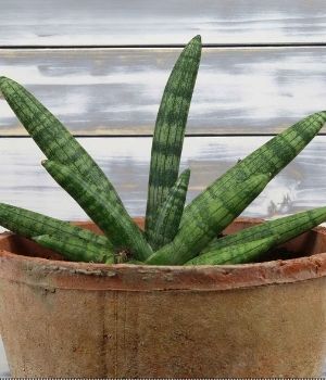 succulents jade Crassula Jade Succulent main image 1