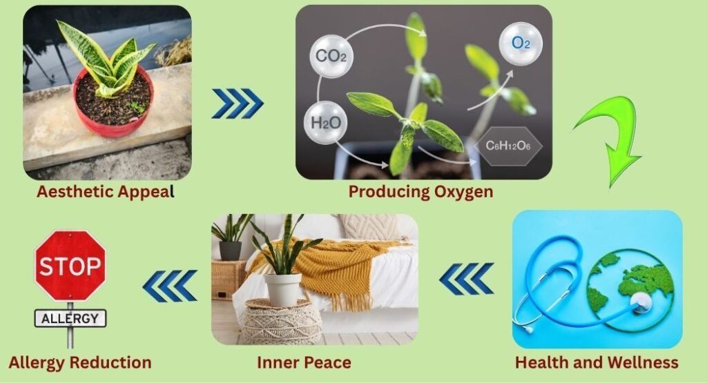 Snake Plant benefits infographic showing oxygen production, allergy reduction, inner peace, and overall health improvement.