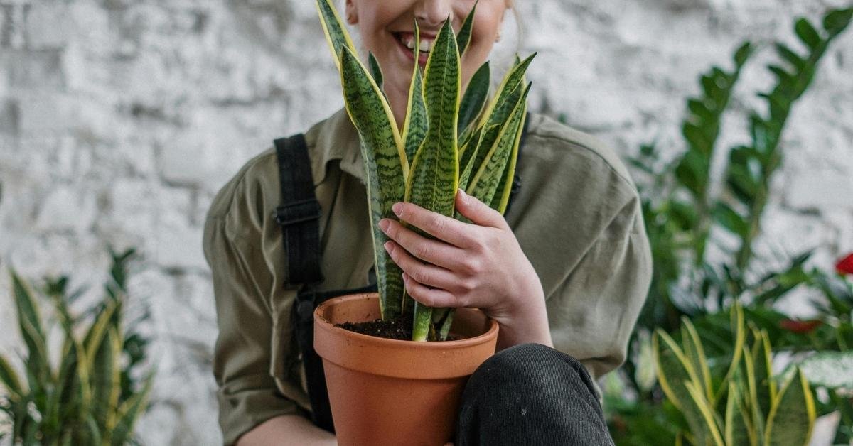 Person holding a potted snake plant indoors with other houseplants in the background