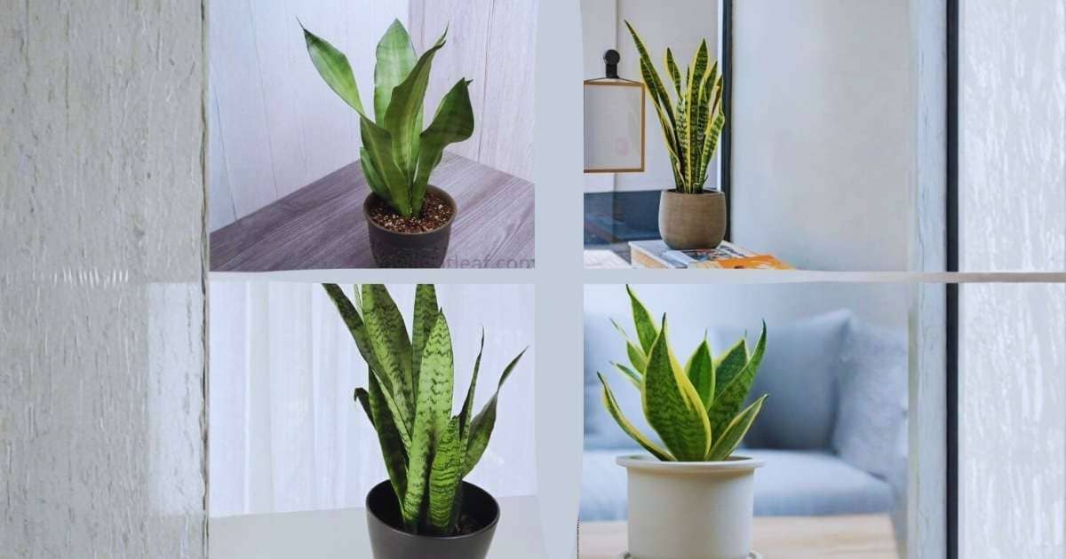 Four snake plant varieties including Sansevieria Moonshine, Dracaena trifasciata ‘Laurentii’, ‘Futura Superba’, and ‘Black Coral’ displayed together in a minimal indoor setup.