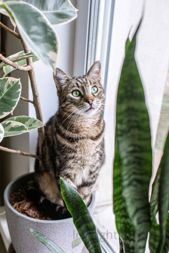 A cat sitting near a Sansevieria plant by a window, showing the interaction between pets and indoor plants
