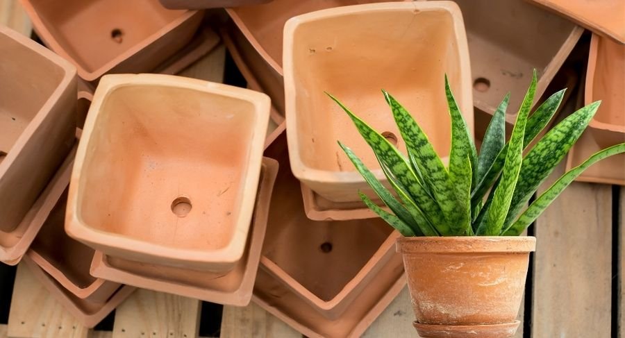 Snake plant growing in a terracotta pot surrounded by clay containers with drainage holes