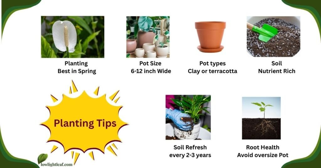 Spathiphyllum plant planting tips infographic showing pot size, soil type, pot materials, and root health guidance.
