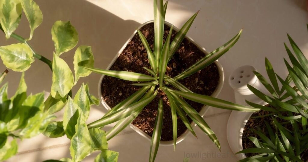 Top view of a young spider plant in a white pot showing healthy green leaves and proper soil conditions
