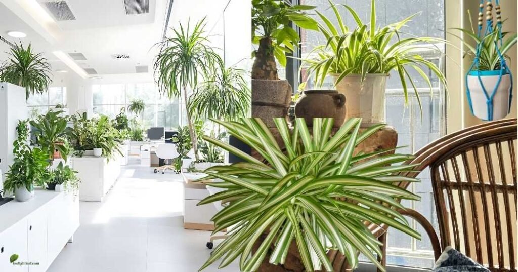 Chlorophytum Comosum styled in modern indoor spaces, including offices and living rooms, showing different placement ideas like shelves, tabletops, and hanging planters