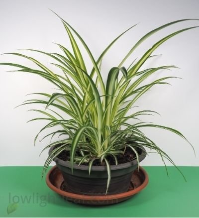 Spider Plant (Chlorophytum comosum) with arching green and white leaves thriving in indoor space