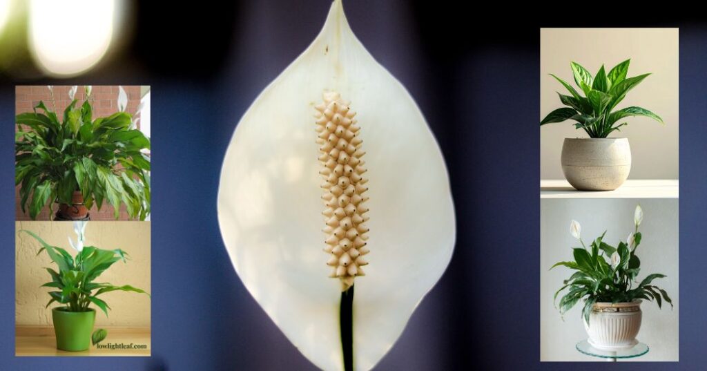 Peace Lily Growing Guide: How to Care for a Healthy Plant Indoors