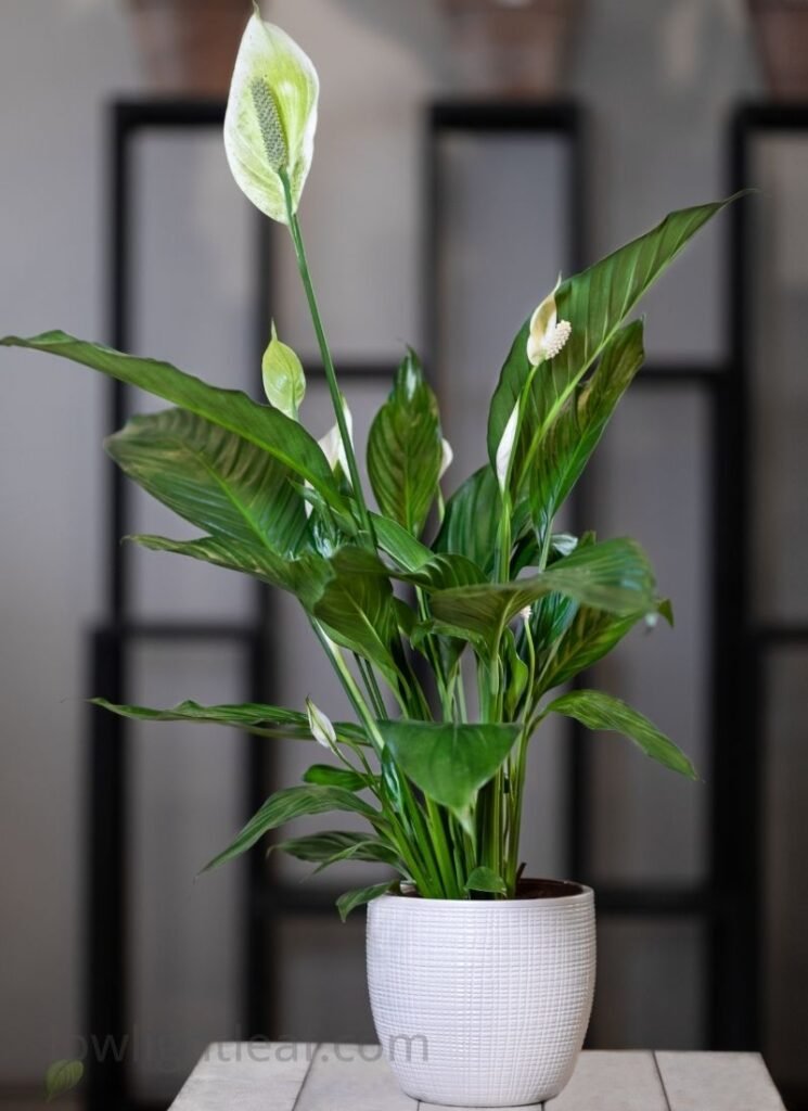A healthy indoor Spathiphyllum with fresh white blooms and glossy green leaves in a white ceramic pot.
