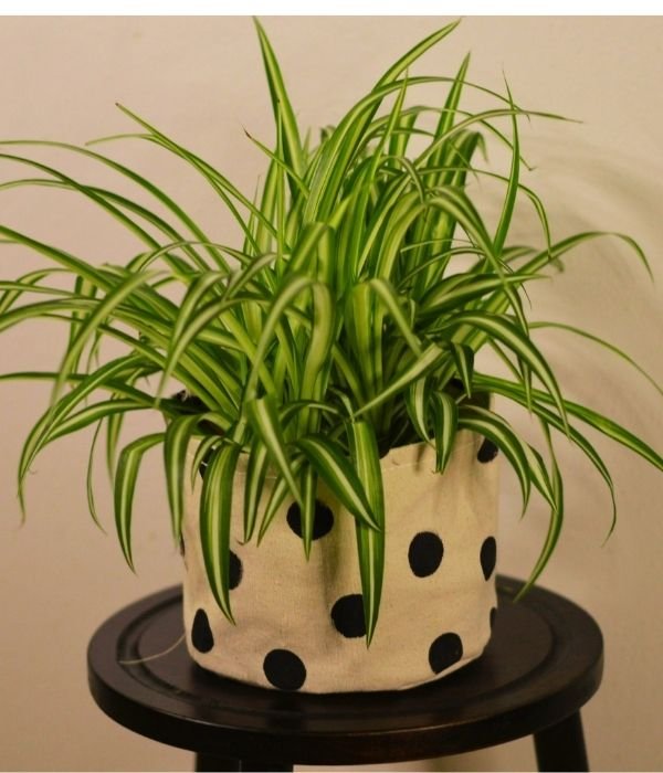 A healthy variegated spider plant (Chlorophytum comosum) growing in a beige polka-dot fabric pot placed on a wooden stool
