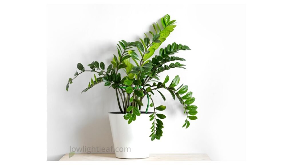 A healthy ZZ plant (Zamioculcas zamiifolia) in a white pot with glossy green leaves on a light wooden surface.