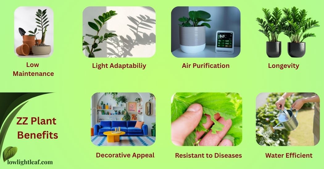 ZZ Plant Care Guide: Light, Sunlight & Best Indoor Placement