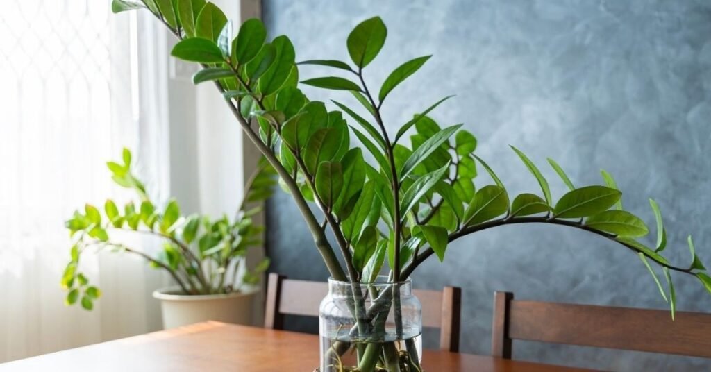 Healthy ZZ plant (Zamioculcas zamiifolia) growing in water on a wooden table in bright indoor light.