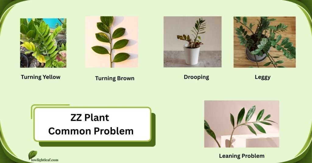 Infographic showing common  Zamioculcas zamiifolia plant problems including yellow leaves, brown leaves, drooping, leggy growth, and leaning issues.