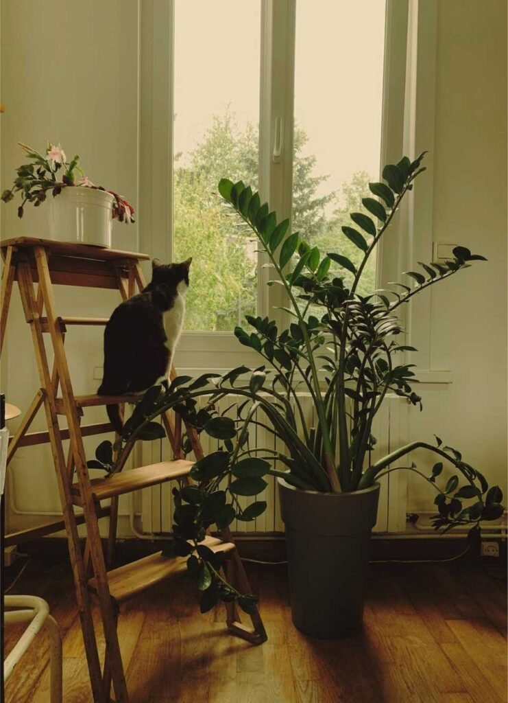 Large Zee Zee plant growing beside a window with a cat sitting on a wooden ladder indoors