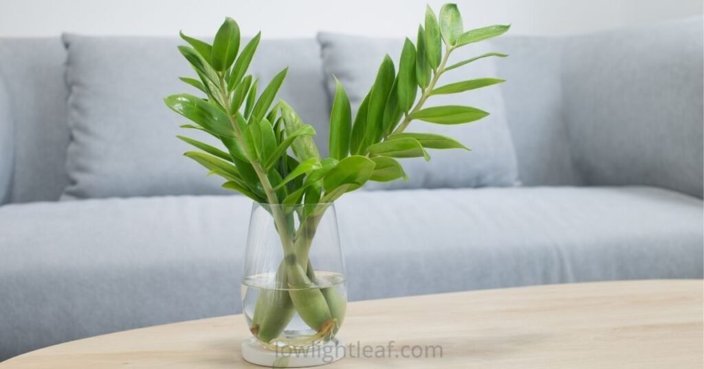 Healthy ZZ plant stems placed in a clear glass vase filled with water for indoor propagation, showing fresh green leaves.