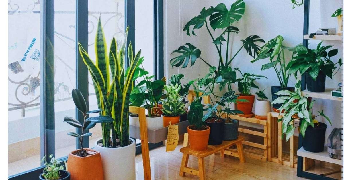 A vibrant collection of low light indoor plants arranged near a window, including snake plant, monstera, pothos, and other easy-care houseplants