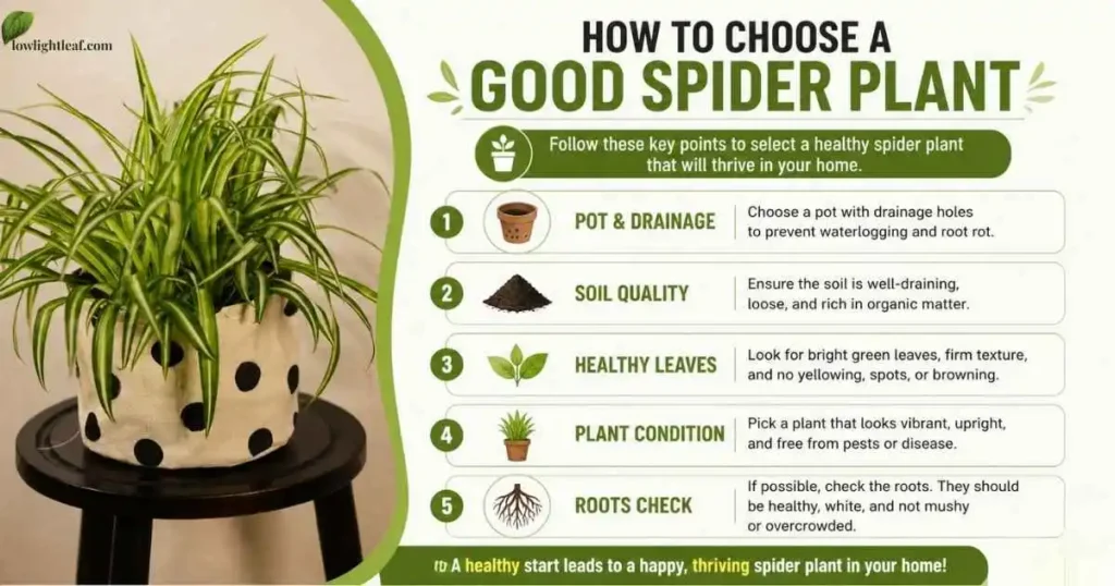how to choose a healthy spider plant infographic showing pot drainage, soil quality, leaf health, plant condition, and root check