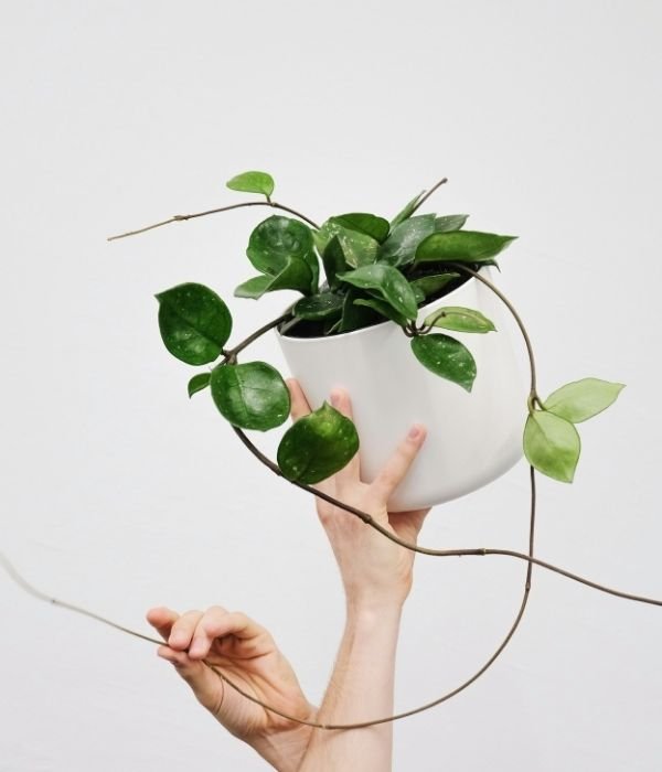 A healthy Hoya plant with long trailing vines held in a white pot against a clean white background.