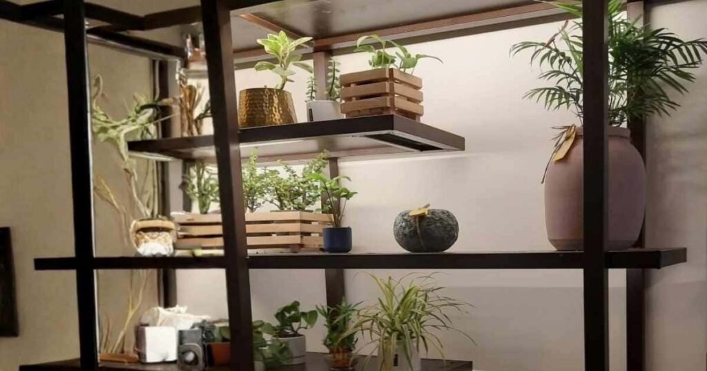 Indoor Low light plants placed on modern wooden shelves in a cozy home setup