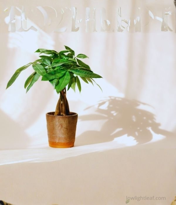 A braided Money Tree (Pachira aquatica) in a brown pot placed in bright indoor light with soft shadows on the wall.