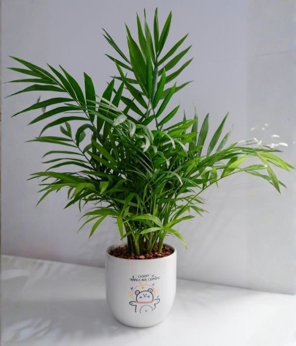Parlor palm in a white pot with lush green fronds, a popular choice among pet friendly indoor plants for homes with cats and dogs.