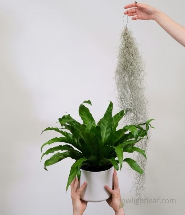 A person holding a bird’s nest fern in a white pot while another hand holds a long strand of Spanish moss against a plain background.