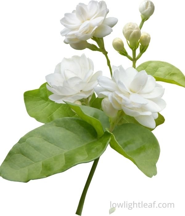 Arabian jasmine flowers and green leaves, a beautifully fragrant and pet-friendly indoor plant suitable for homes with pets.