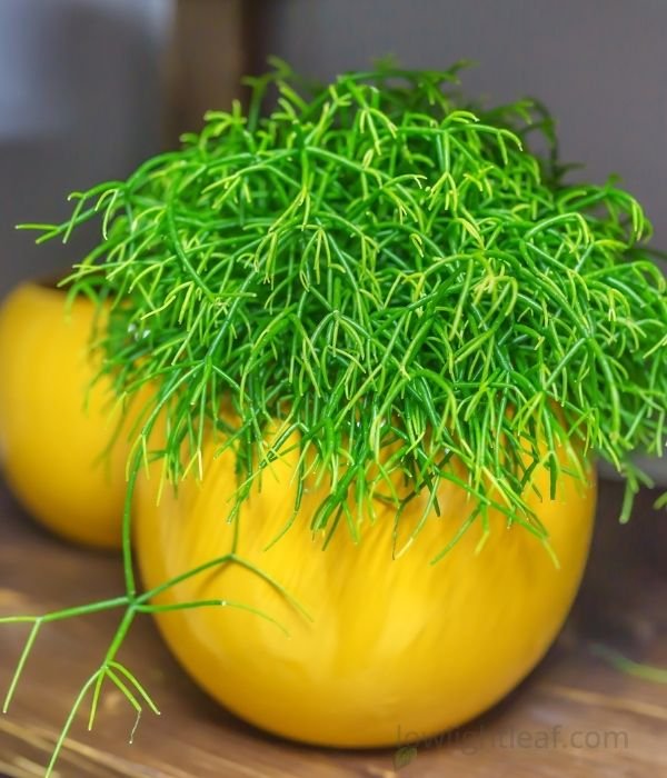 Rhipsalis mistletoe cactus in a yellow pot, a safe and pet-friendly indoor plant ideal for modern home décor.